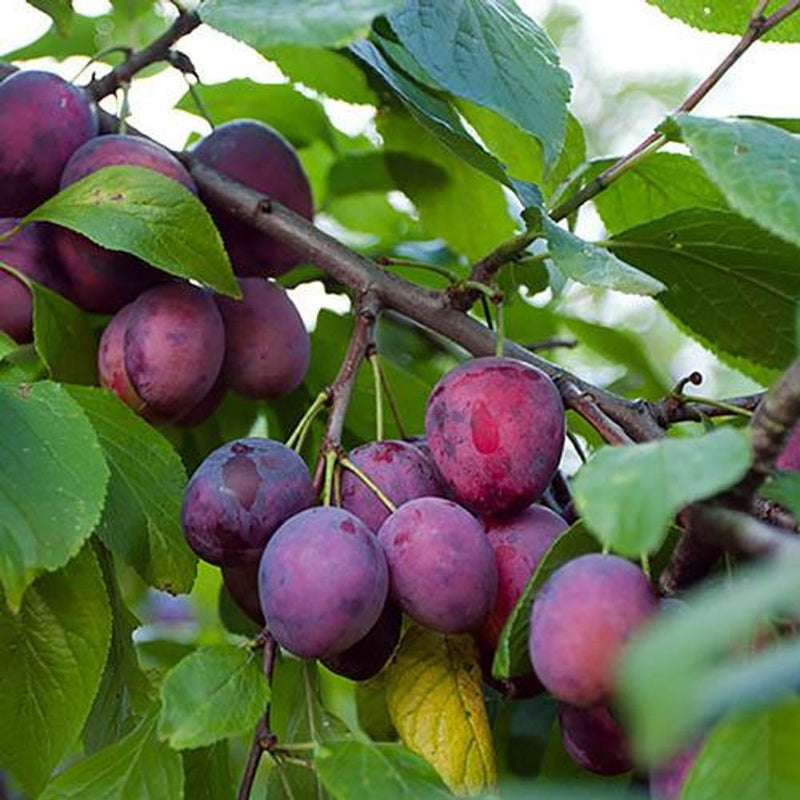 Duo Fruit Plum Tree - 2 Varieties On One Tree