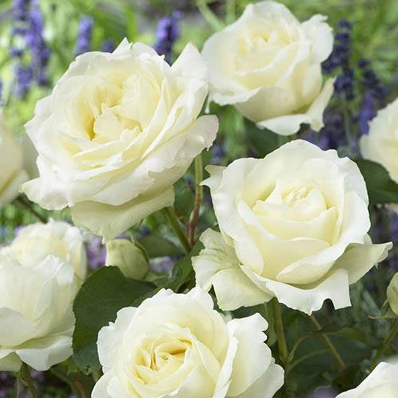 Best Ever 5 Bush Hybrid Tea Rose Collection