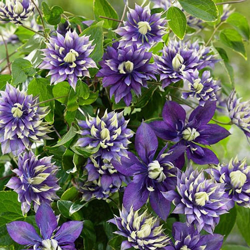 Clematis &