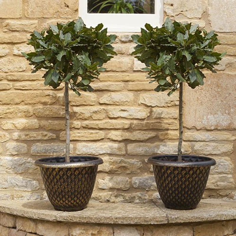 Pair of Standard Bay Trees 70-80cm tall