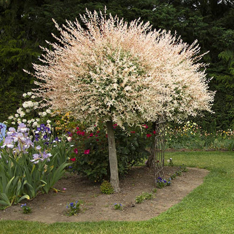 Salix int &