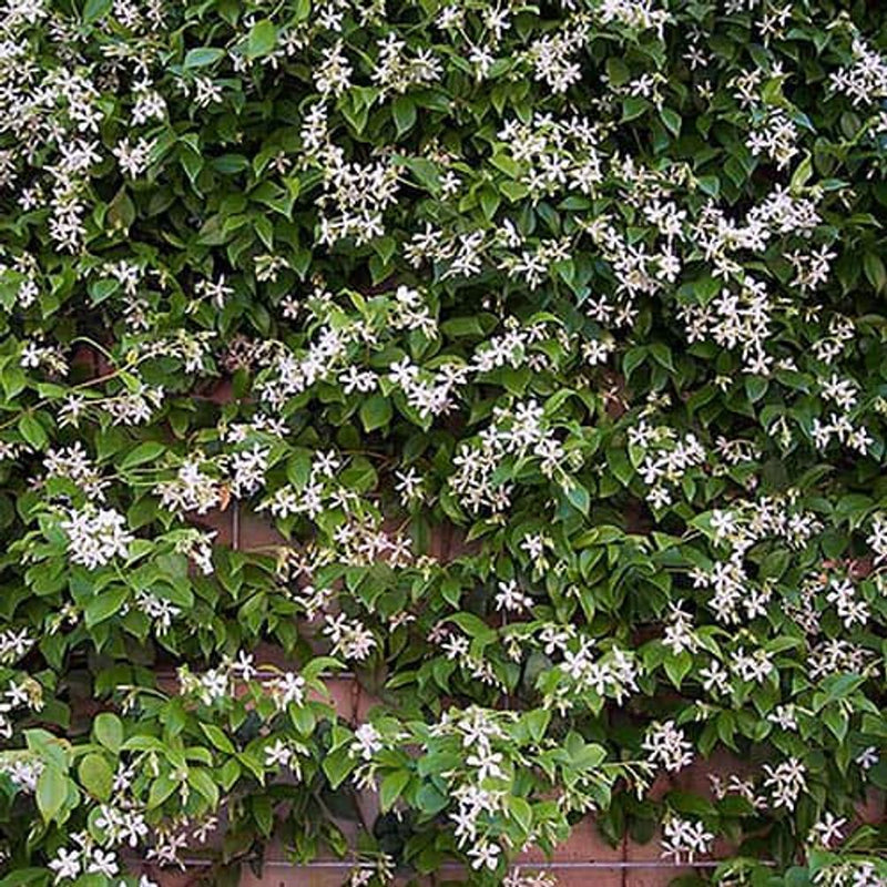 Trachelospermum Jasminoides &