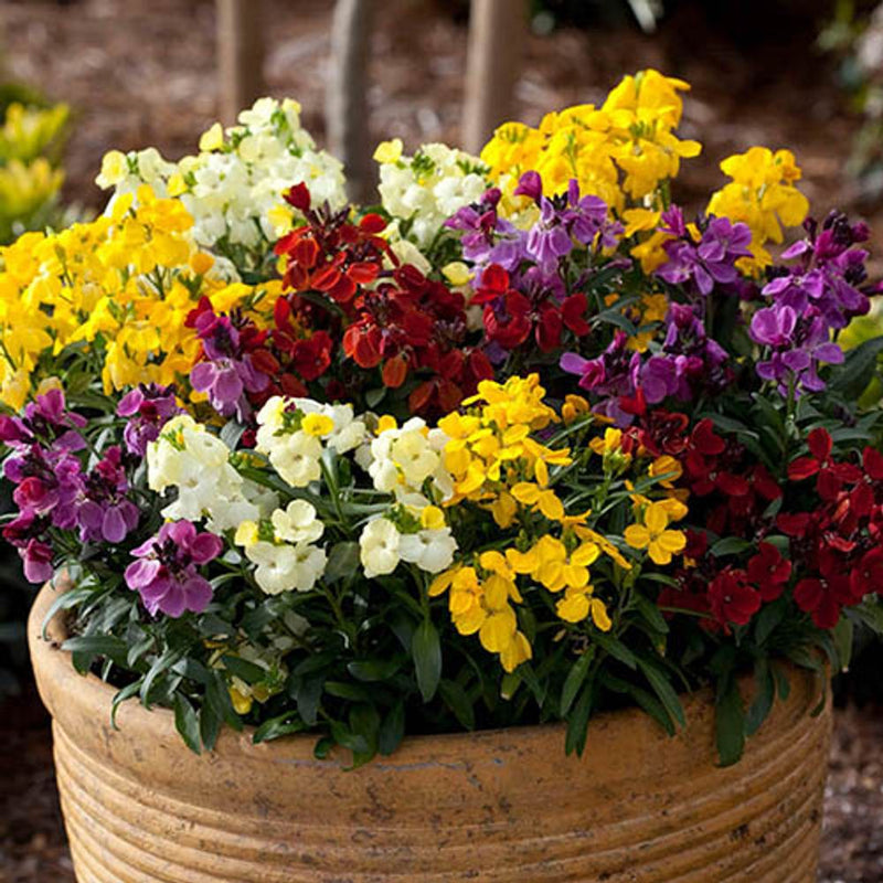 Wallflower Sugar Rush Garden Ready