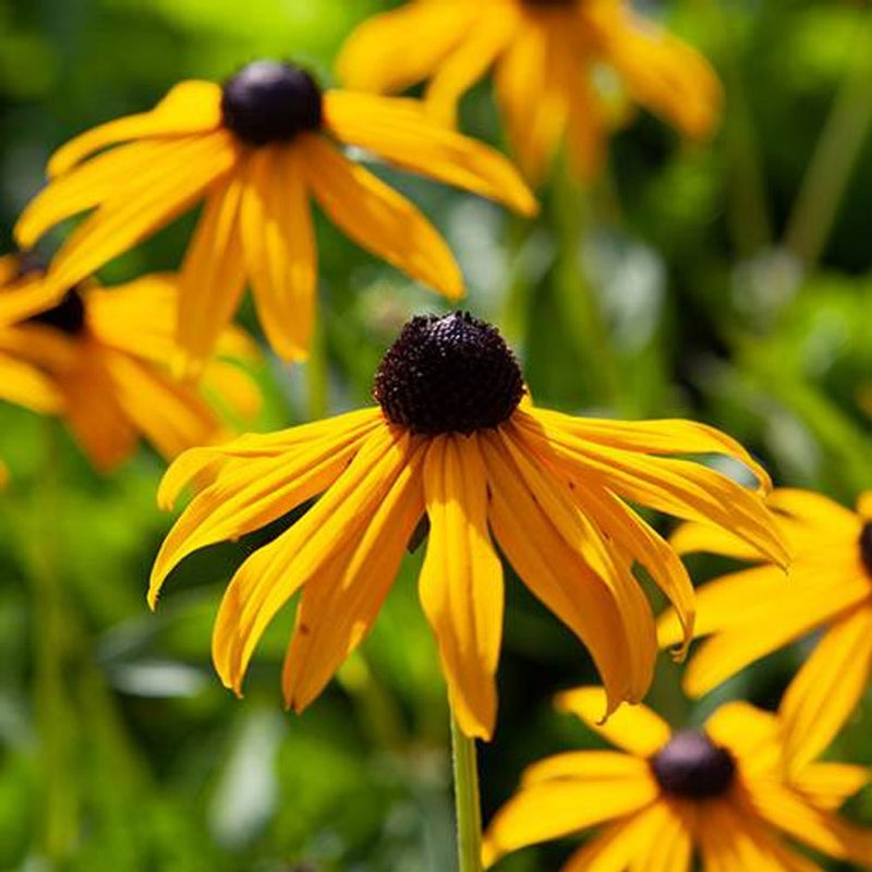 Rudbeckia &