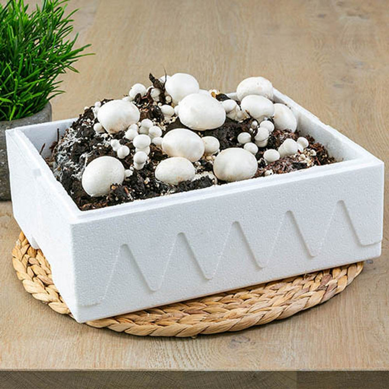 Grow Your Own Mushroom Kit