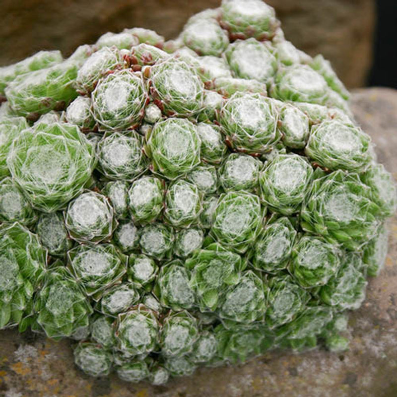Sempervivum Collection Set of 12 Plug Plants