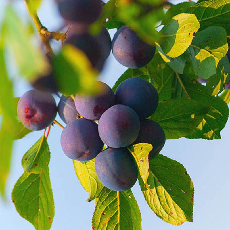 Plum &