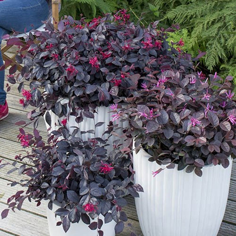 Loropetalum &