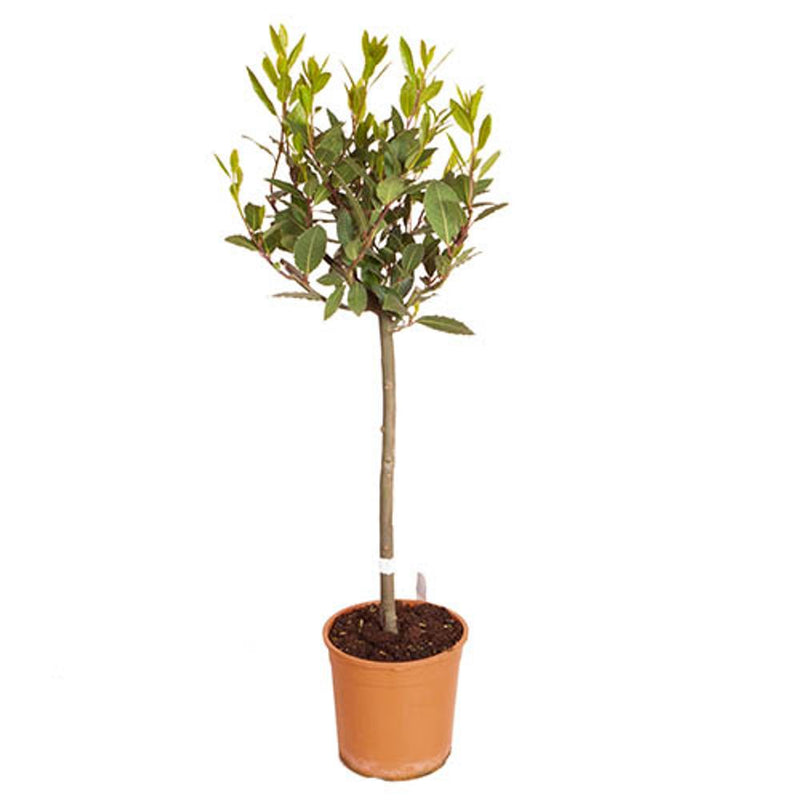 Bay Tree Standard 70-80cm Tall