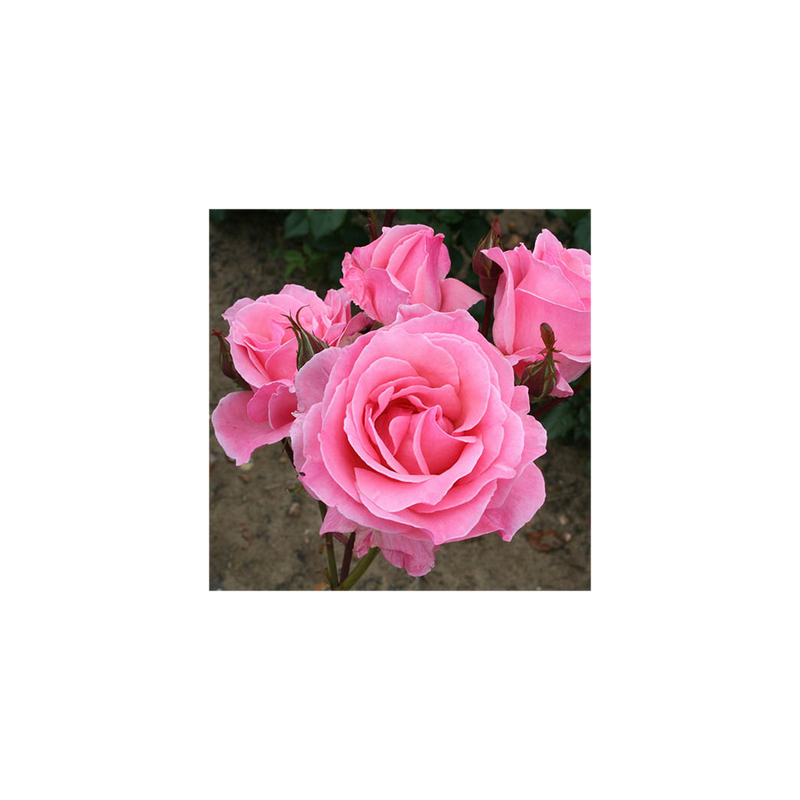 Queen Elizabeth Potted Rose