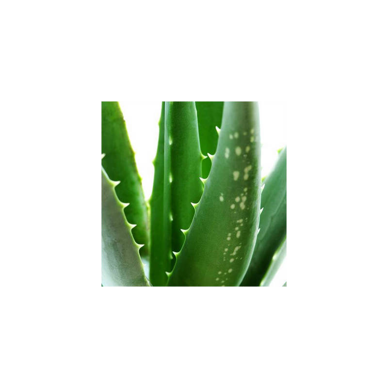 Aloe Vera - 14cm Pot
