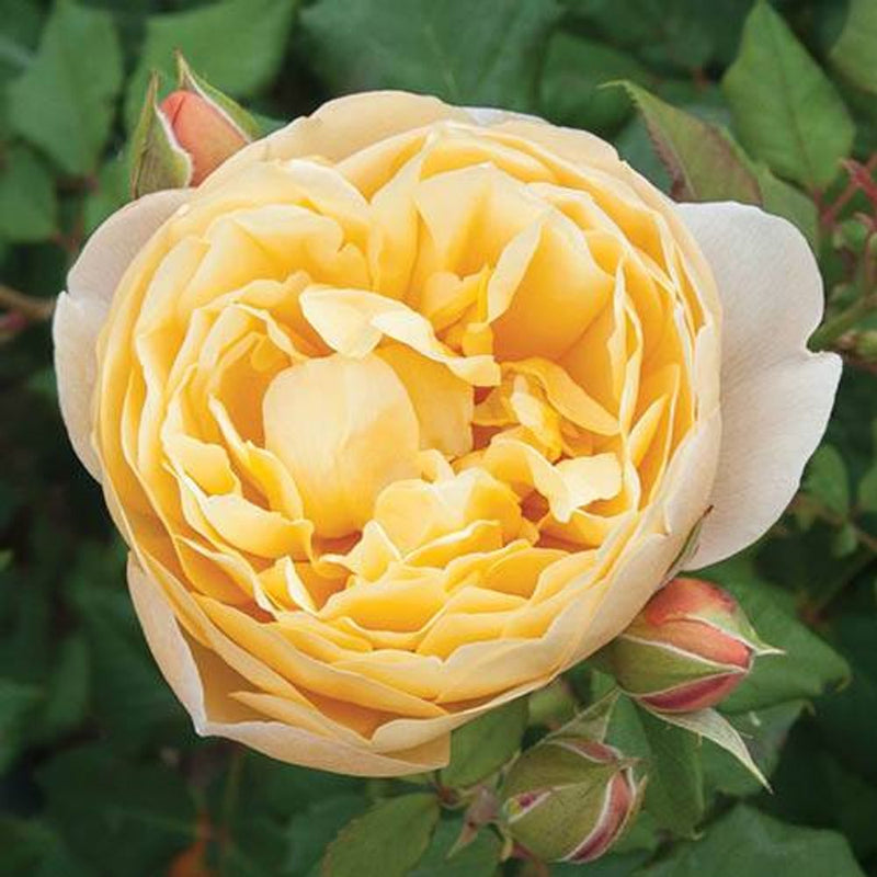 Old English Shrub Rose Collection x 5 Bare Root Bushes