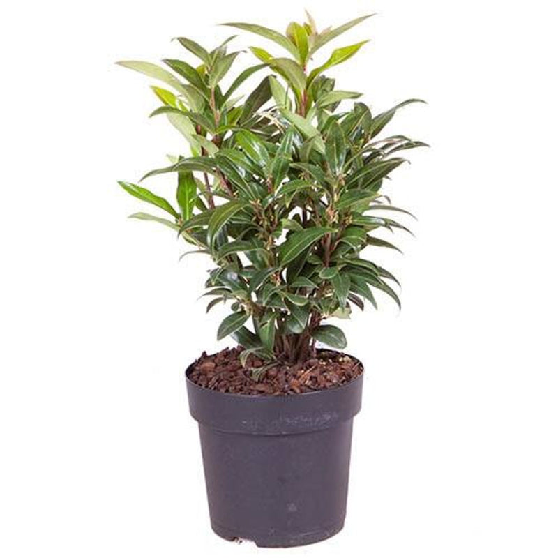 Sarcococca Hookeriana &