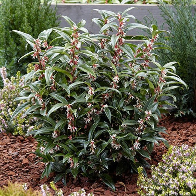 Sarcococca &