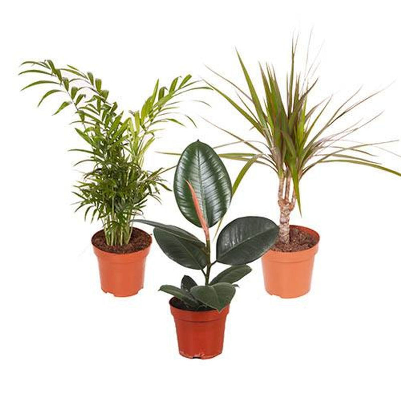 Houseplant Mix - 3 x 12cm Plants
