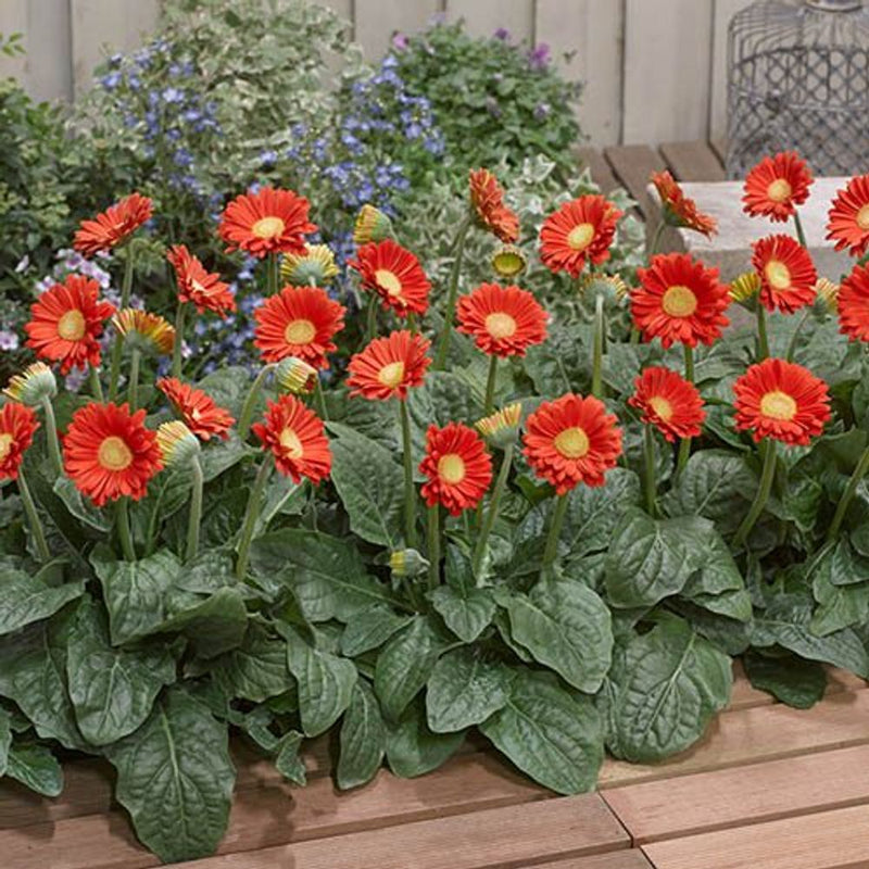 Hardy Gerbera &