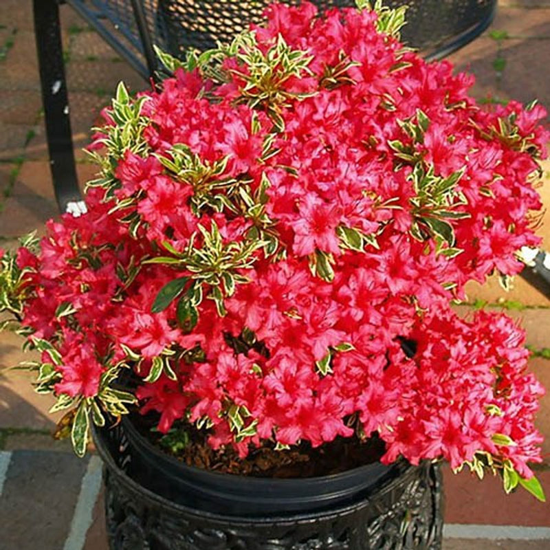 Rhododendron Bollywood 3L Pot