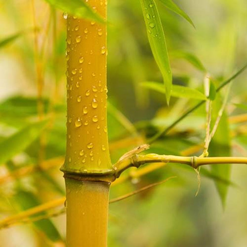 Yellow Bamboo - Phyllostachys Aureocaulis in 5L Pot