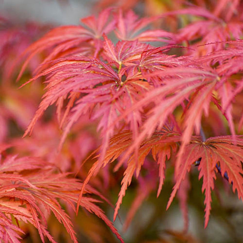 Acer Palmatum &