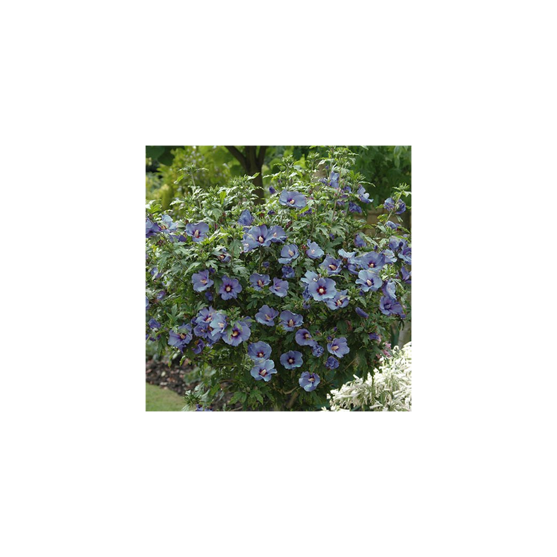 Standard Hibiscus Marina Blue