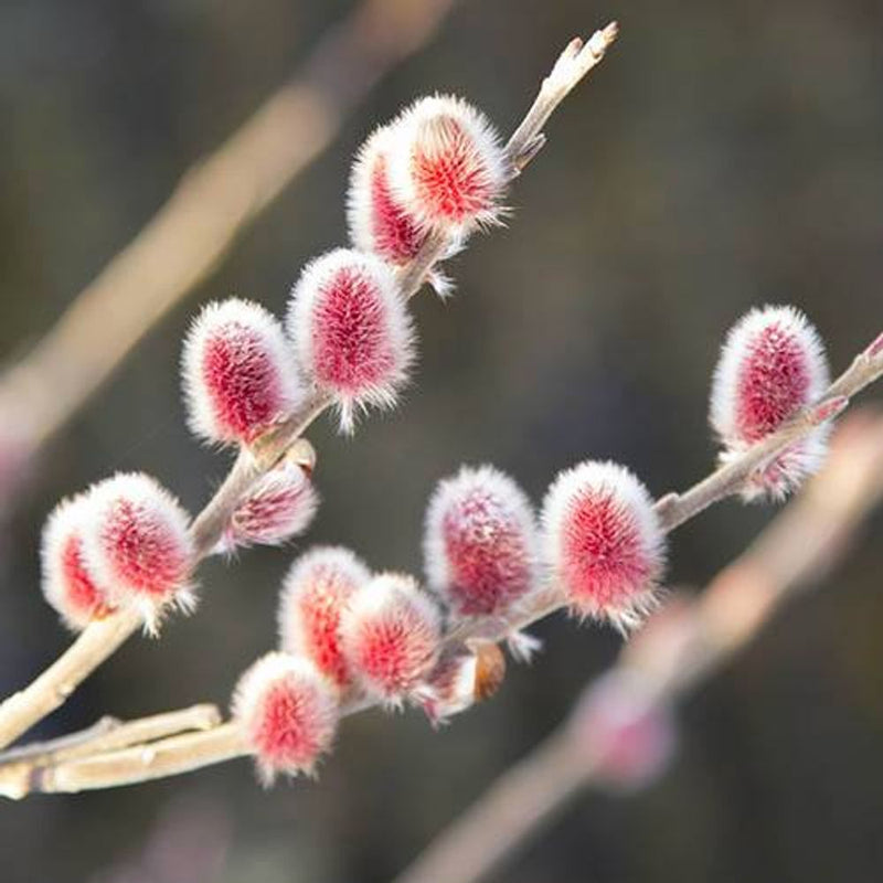 Salix Gracilistyla &