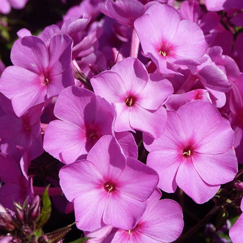 Creeping Phlox Subulata Collection x 12  Plug Plants