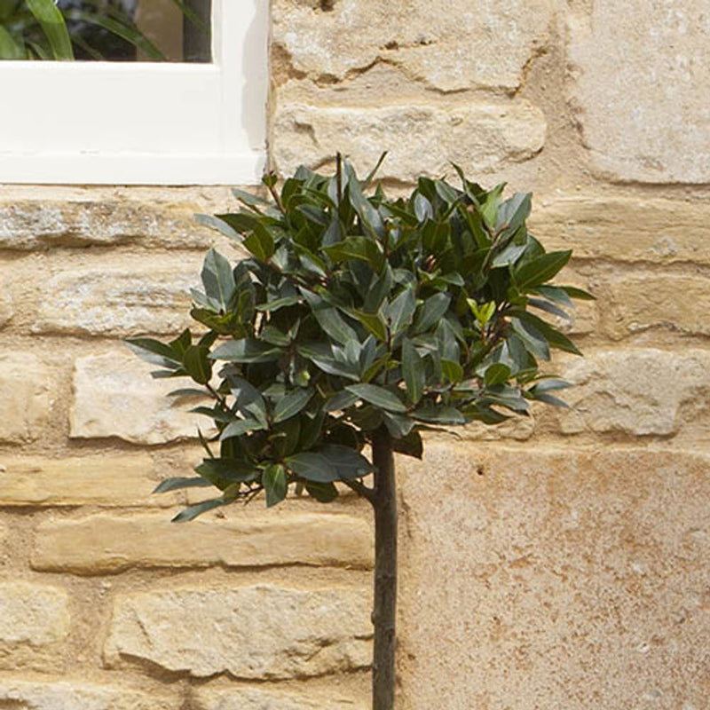 Bay Tree Standard 70-80cm Tall