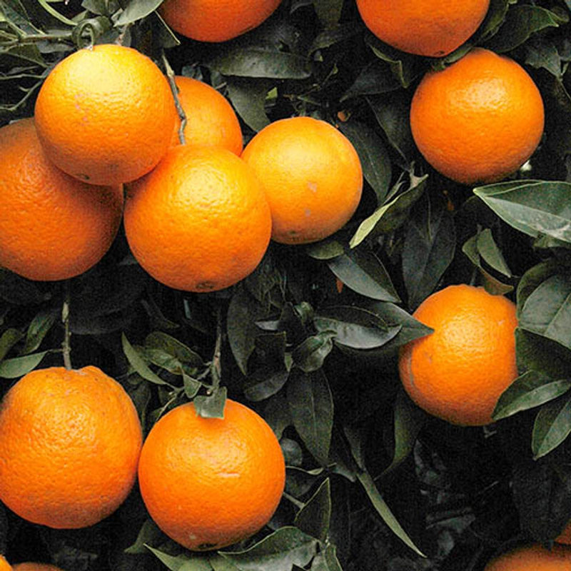 Blood Orange Citrus Tree in 6L Pot