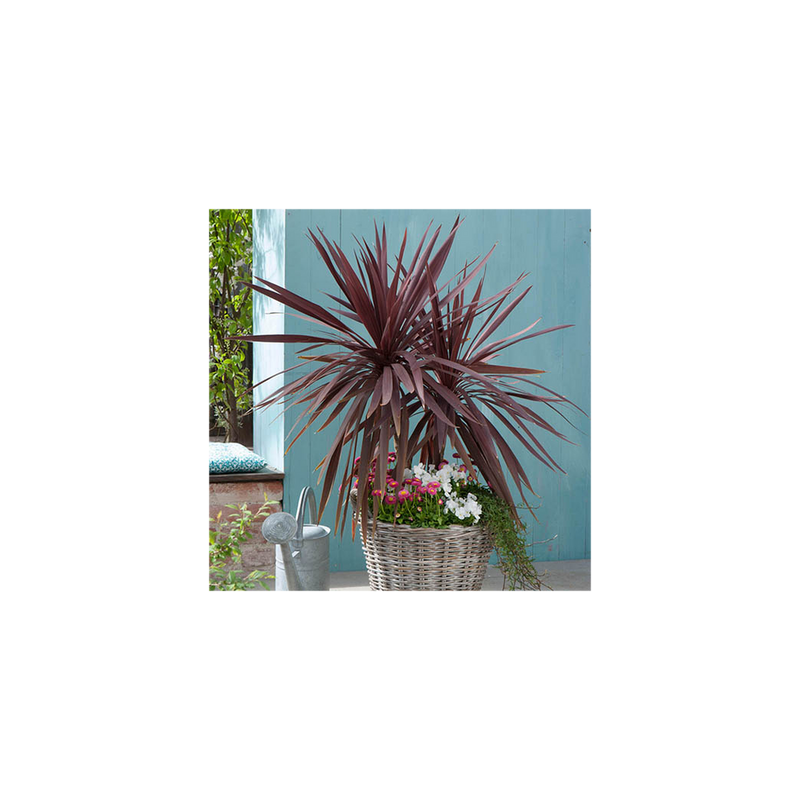 Cordyline australis Red Star