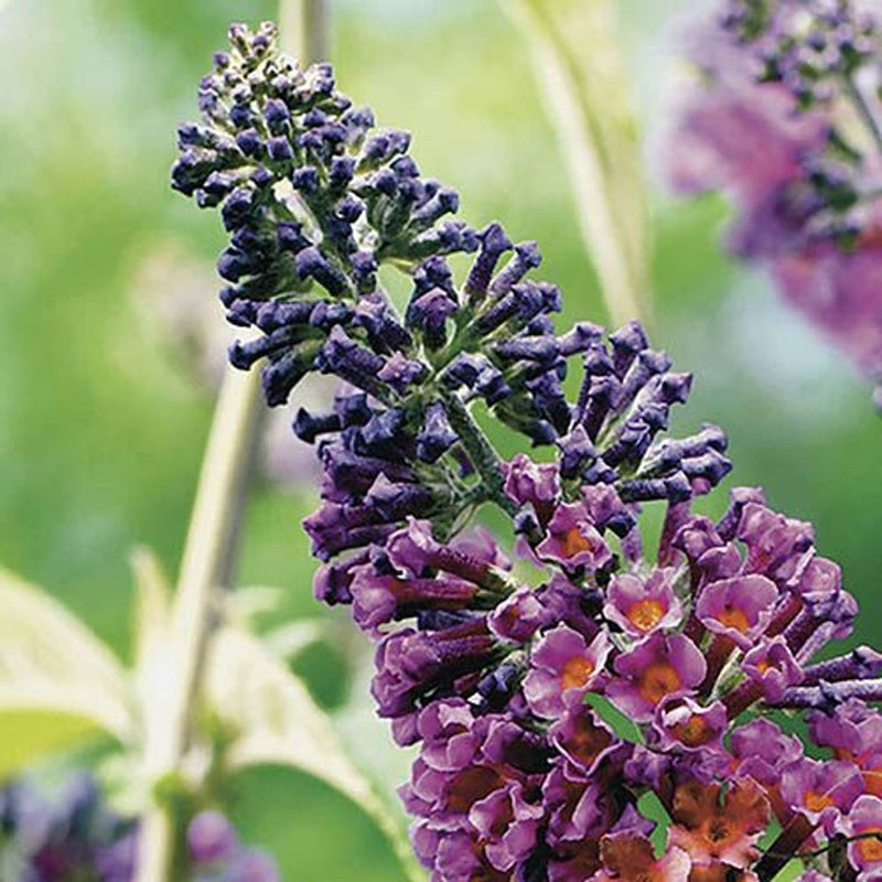 Buddleia &