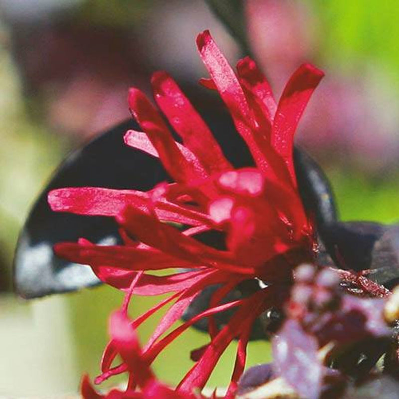 Loropetalum &