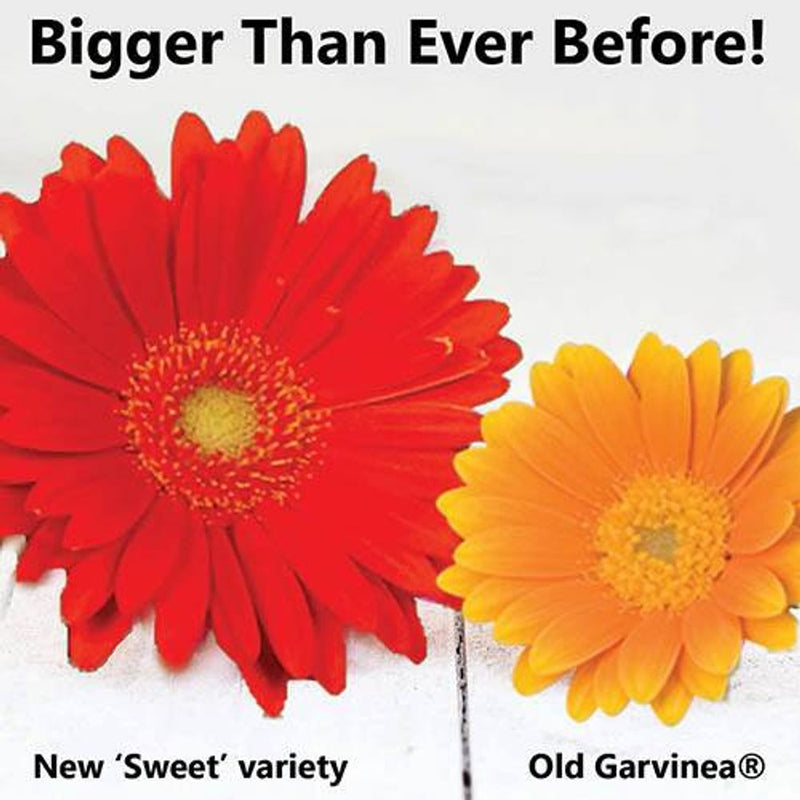 Hardy Gerbera &