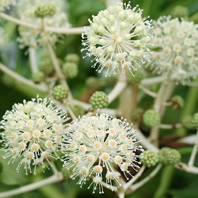 Fatsia Japonica 2L Pot