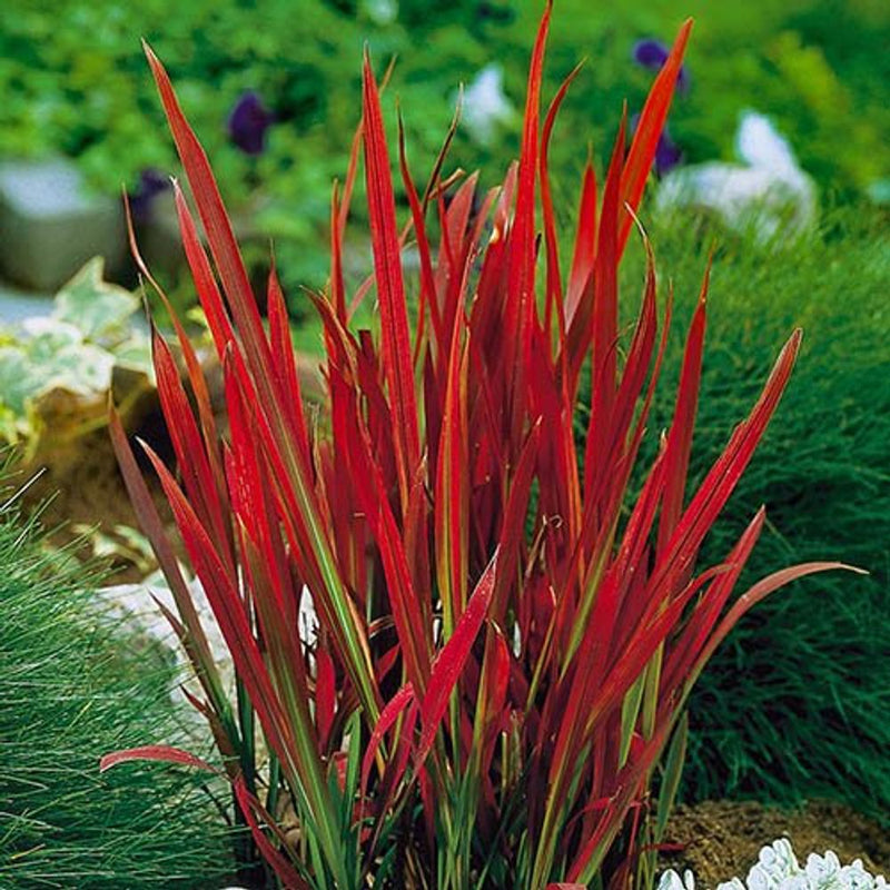 Imperata &
