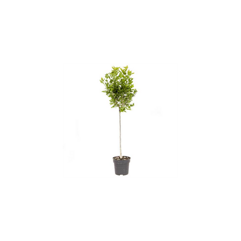 Standard Hibiscus Marina Blue