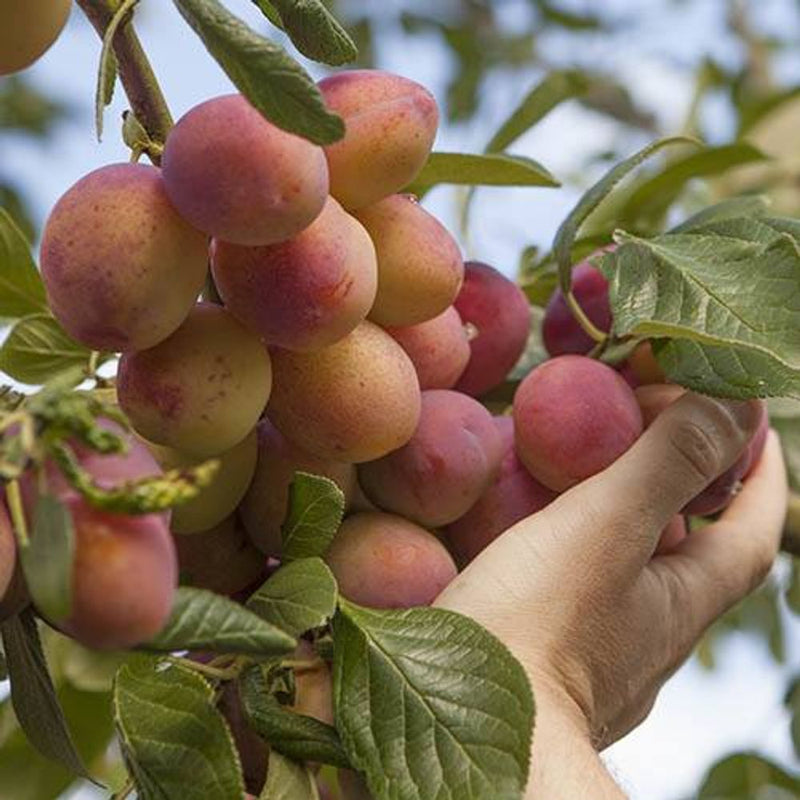 Plum &