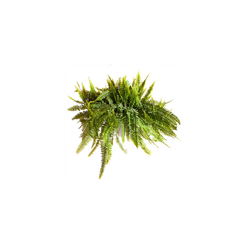 Hanging Fern Nephrolepis Sonata  - 19cm Pot