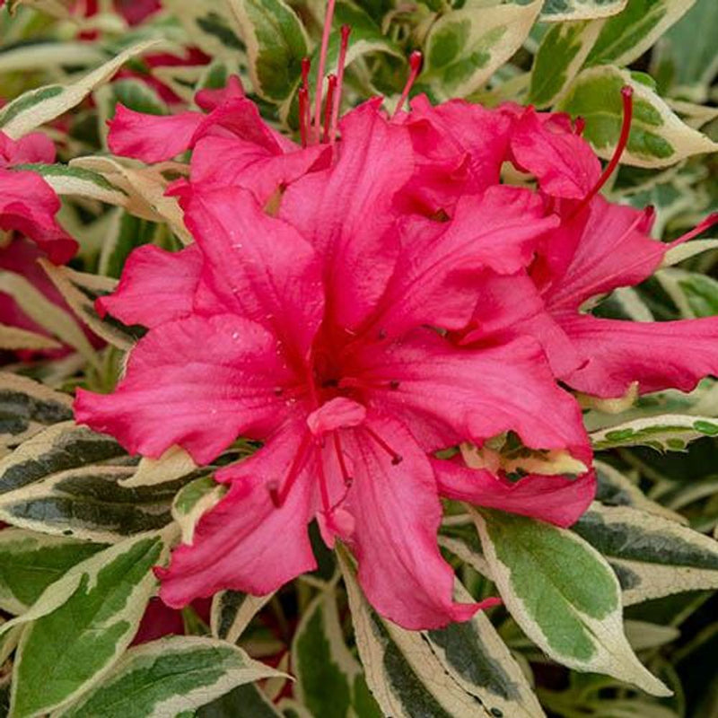 Rhododendron Bollywood 3L Pot