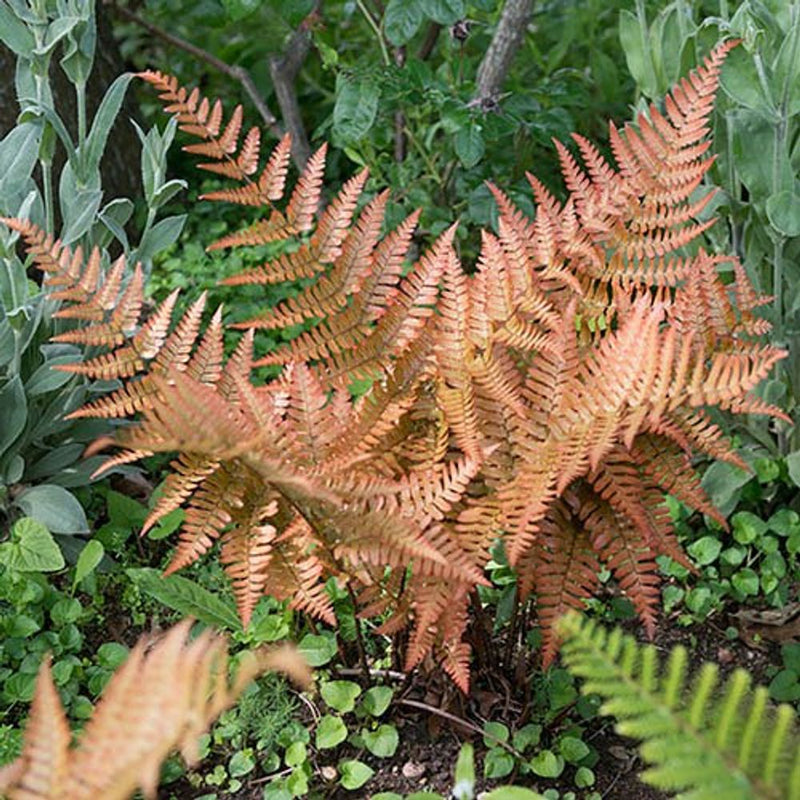 Colourful Hardy Ferns x3 in 9cm Pots