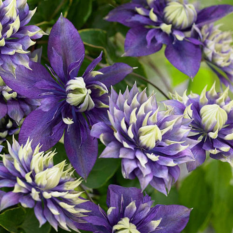 Clematis &