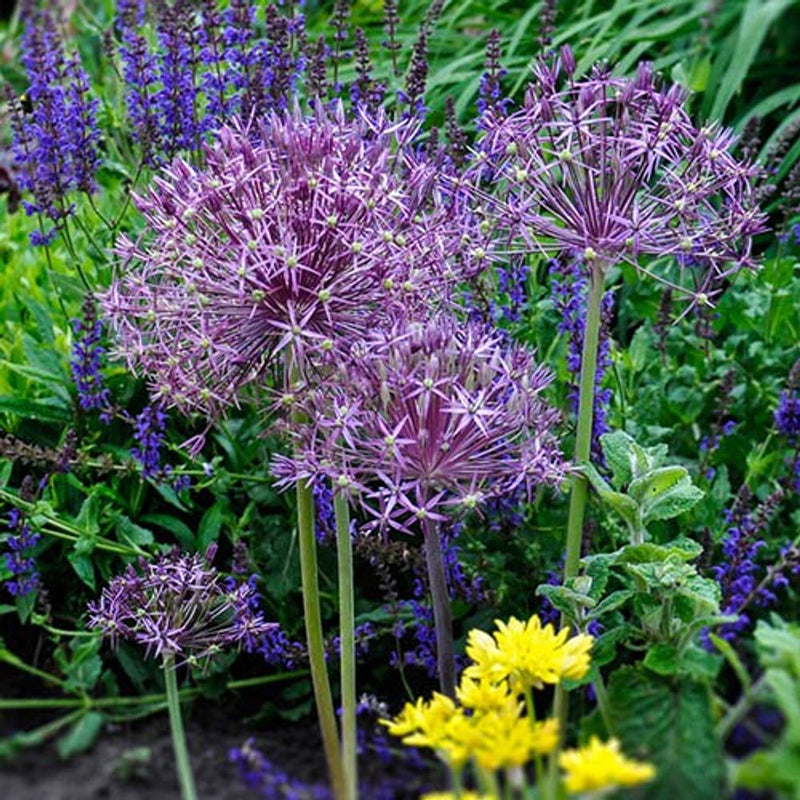 Allium Collection Bulbs x100