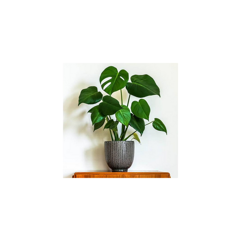 Monstera Deliciosa - 14cm Pot
