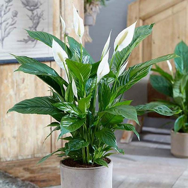 Peace Lily Spathiphyllum Sweet Silver - 13cm Pot