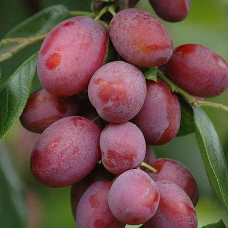 Mini Orchard Fruit Tree Collection
