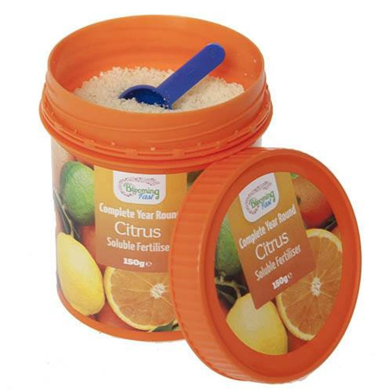 Pair of Large Citrus Trees in 6.5L Pots with Citrus Feed