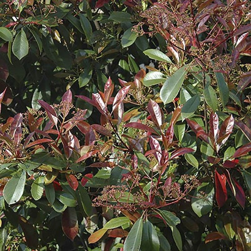 Photinia &