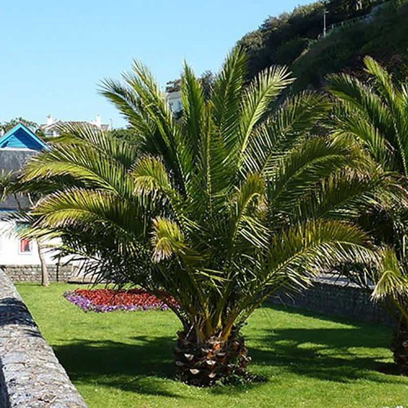 Pair of Hardy Phoenix Palms 100cm Tall