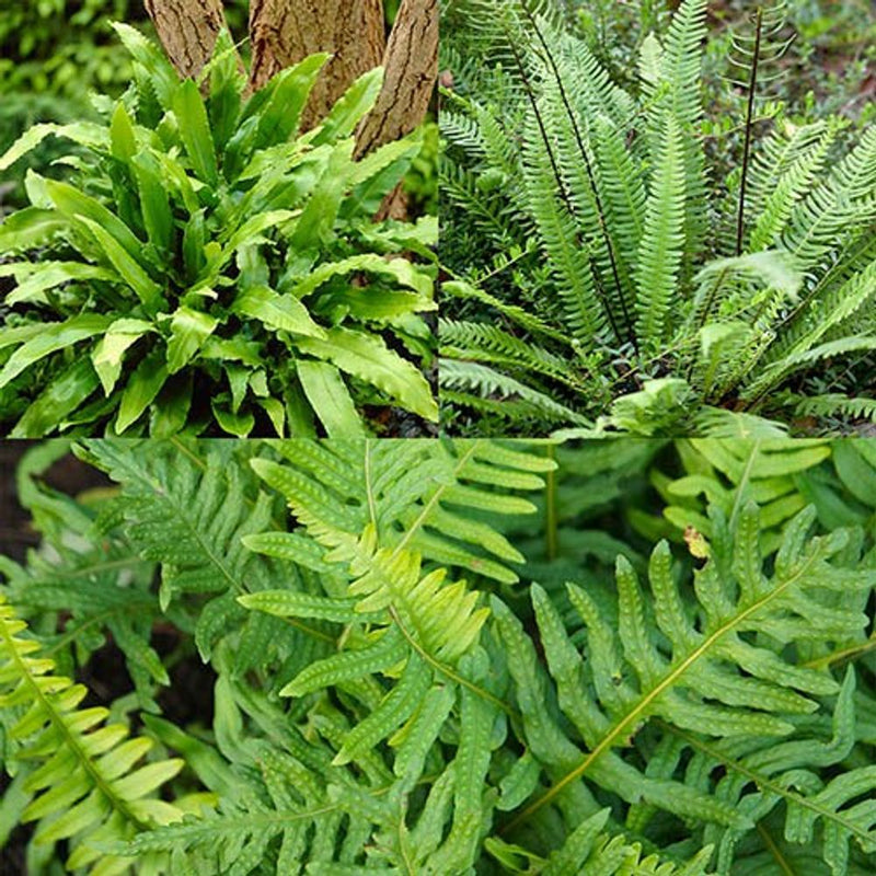 Evergreen Hardy Fern Collection x 3 Plants