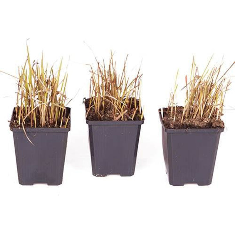 Imperata &