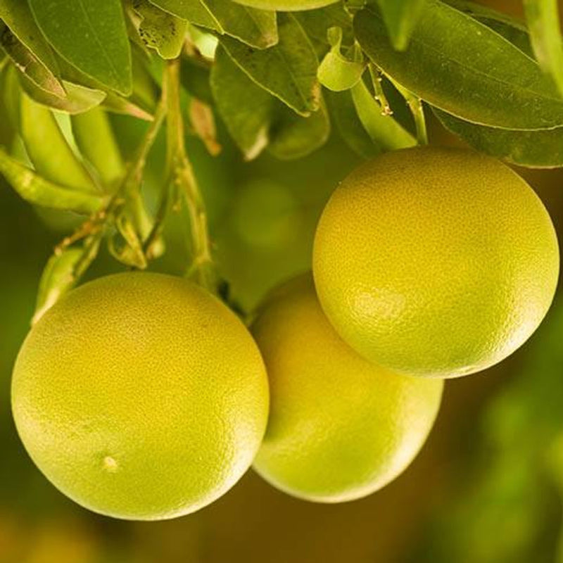 Citrus Grapefruit Tree in 6L Pot